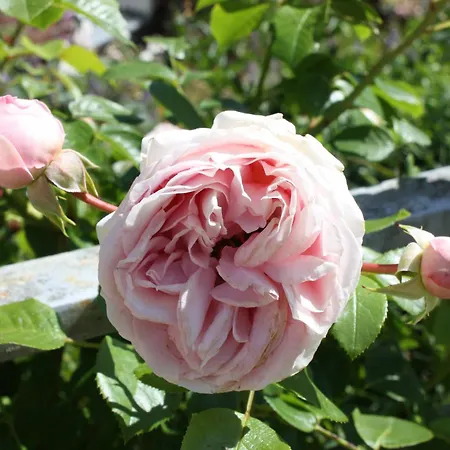 Brodthage, App. 3 Walkenried