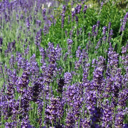 Brodthage, App. 3 アパート *