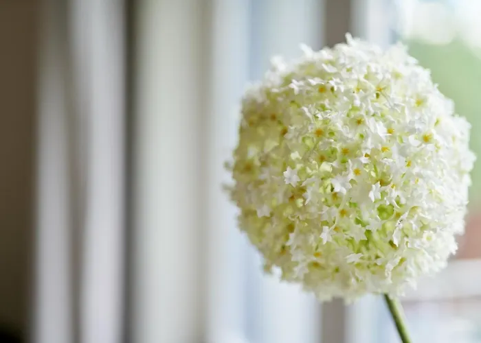 Brodthage, App. 3 Διαμέρισμα *