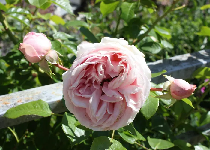 Brodthage, App. 3 Walkenried