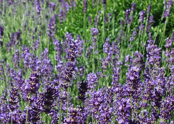 Brodthage, App. 3 Διαμέρισμα *